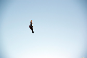 the kestrel is flying high in the sky