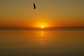 Fototapeta na wymiar dawn against the background of calm sea water wave. a bird soaring in the calm morning sky creates a sense of peace. the sun's rays color the sky and water in golden and orange colors
