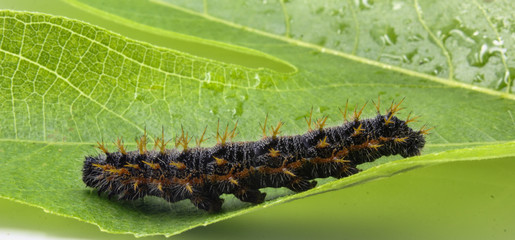closeup of large spiky hairy Caterpillar on a green leaf isolated on white background