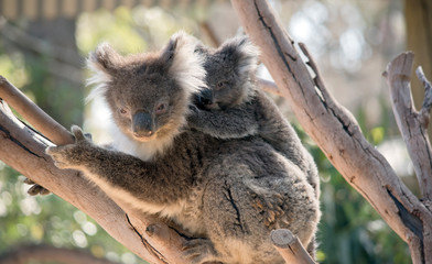 the koala and joey are in a tree