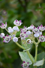 Crown flower (Calotropis gigantea) in the garden