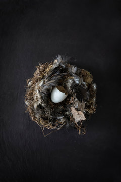 Overhead view of quail's eggshell in nest