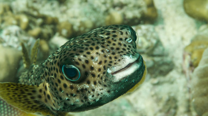 Kugelfisch © Marko