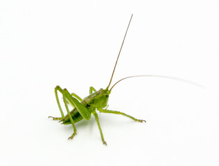 closeup of green grasshopper cricket isolated on a white background