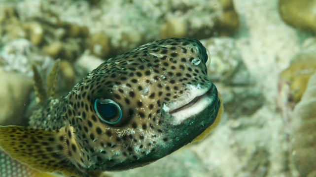 Kugelfisch
