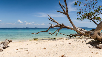 Strand mit totem Baum
