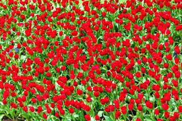 seamless pattern with tulips in vietnam