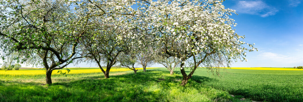Beautiful spring panorama with blossoming orchard and rape field