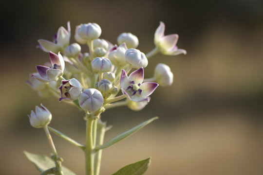 Crown flower (Calotropis gigantea) in the garden