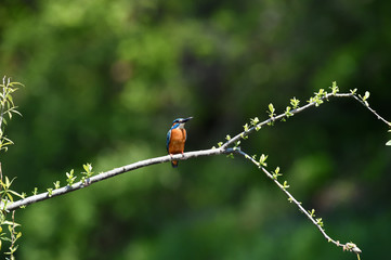 A common Indian kingfisher Iin Korea. 