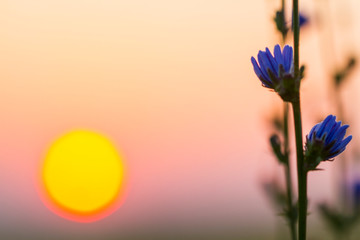 Beautiful flowers of Chicory on sunrise