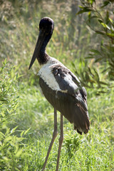 the black necked stork is a tall bird