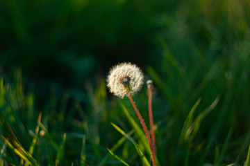 White fluffy dandelion flower on the green grass blurred bokeh amazing nature background. Tranquil abstract closeup macro art wallpaper. Beautiful meadow flower screensaver on the desktop. Copy space.