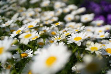 可愛い白い花
