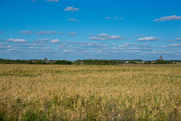 Obraz premium Rural landscape of a midland in Russia