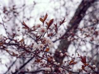 Trees are blossoming