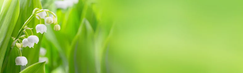 Tragetasche Maiglöckchen blüht auf grünem Hintergrund - Banner, Panorama, Header für Muttertag, Frühling und andere © Floydine