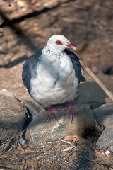 the white headad pigeon is on a perch on rocks