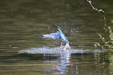 A common Indian kingfisher fish hunting in Korea. 