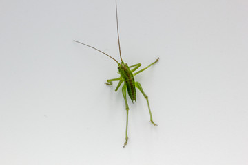 closeup of green grasshopper cricket isolated on a white background