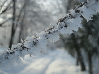 Snow-covered pines on a bright Sunny day