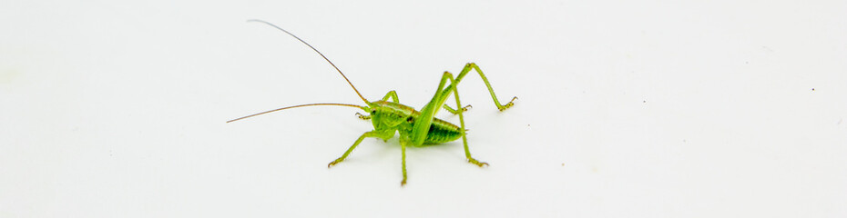 closeup of green grasshopper cricket isolated on a white background