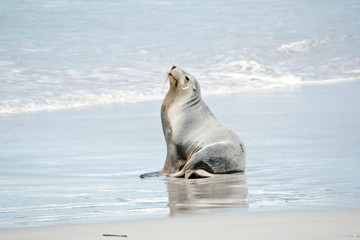 Naklejka premium this is a female sea lion at Seal Bay