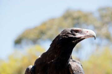 this is a close up of a wedge tail eagle