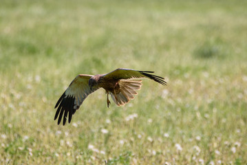 Western marsh harrier, Circus aeruginosus bird flying above field. Spring time.