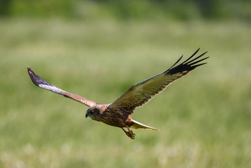 Western marsh harrier, Circus aeruginosus bird flying above field. Spring time.