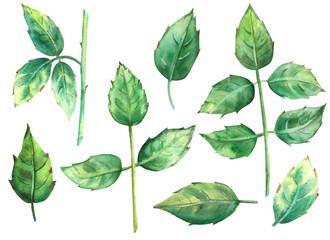 Green rose leaves isolated on a white background. Watercolor illustration, clipart