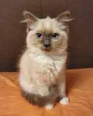 Young Ragdoll Kitty