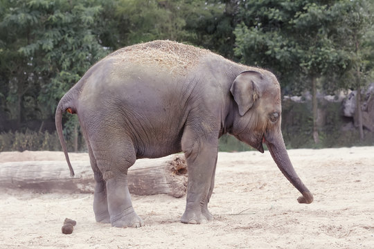 Small young elephant in the zoo poops 