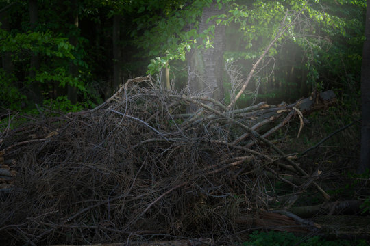 heap of wood debris that the sun shines on from the side