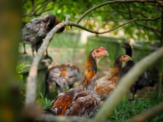 Chicken on the farm. Colorful rooster on green nature background