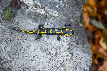 Fire salamander in autumn forest on stone
