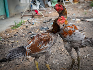 Chicken on the farm. Colorful rooster on green nature background