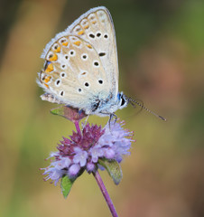 Butterfly Macro  Farfalla