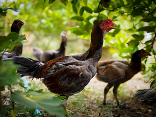Chicken on the farm. Colorful rooster on green nature background