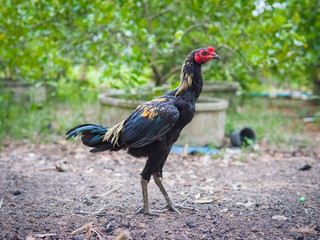 Chicken on the farm. Colorful rooster on green nature background