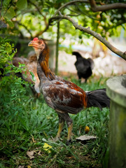Fototapeta premium Chicken on the farm. Colorful rooster on green nature background