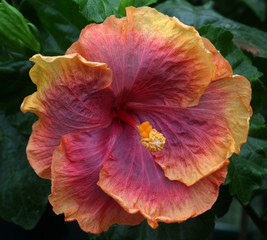 Naklejka premium Beautiful tropical hibiscus rosa sinensis flower close-up with a very nice yellow, pink, orange and bown Color.