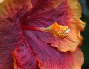 Fototapeta na wymiar Beautiful tropical hibiscus rosa sinensis flower close-up with a very nice yellow, pink, orange and bown Color.