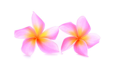 Plumeria pink color on white background