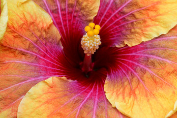 Beautiful tropical hibiscus rosa sinensis flower close-up with a very nice yellow, pink, orange and bown Color. - obrazy, fototapety, plakaty