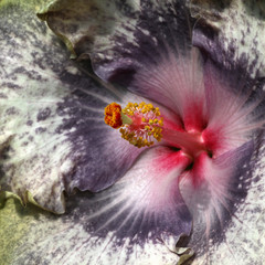 Beautiful tropical hibiscus rosa sinensis flower close-up with a very nice Grey and lavender Color.
