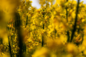 Rape blossom and first rape fruits on the stalk in a beautiful yellow rape field