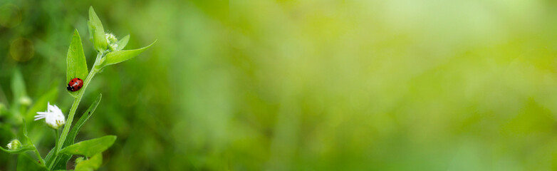 Red ladybug in green grass. Summer banner