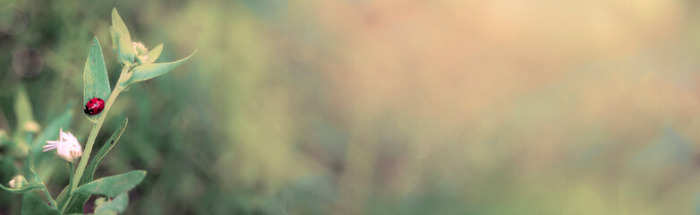 Red ladybug in green grass. Summer banner © Elena