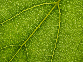 Vine leaf close up. Detail of the leaf veins. Foreground.